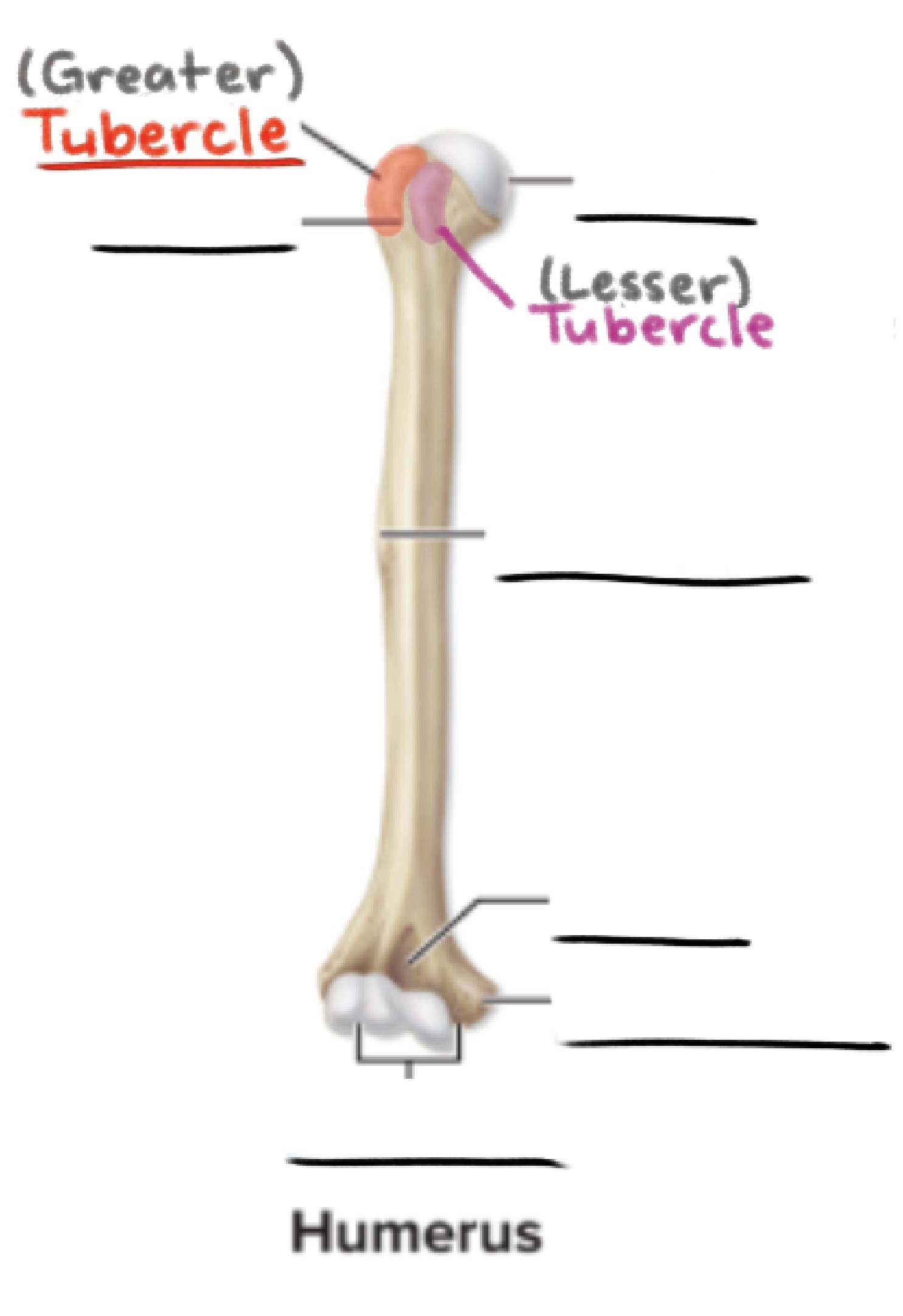<p><strong>Tubercle</strong></p><p>Small, round projection</p><p>(Projection)</p>