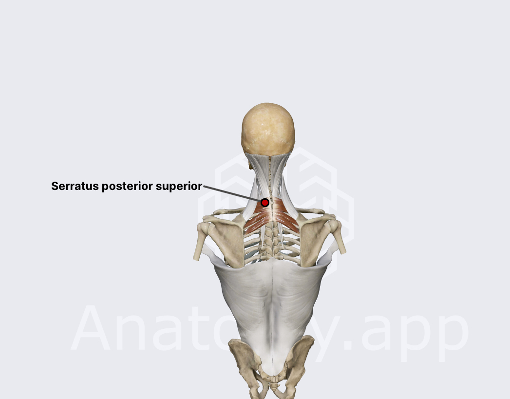 <p><span><span>Serratus Posterior Superior — Blood Supply?</span></span></p>
