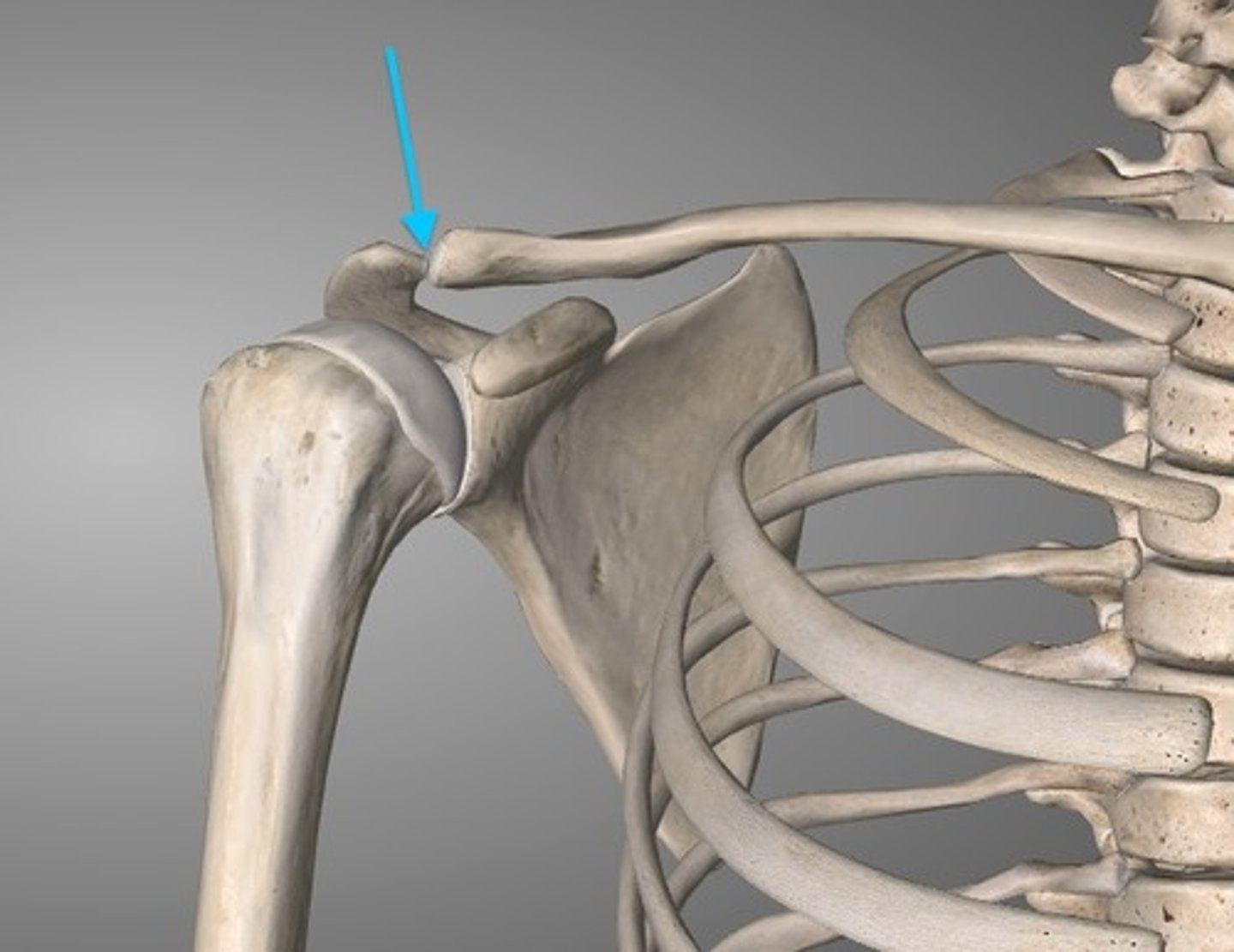 <p>the area where the clavicle and scapula connect</p>