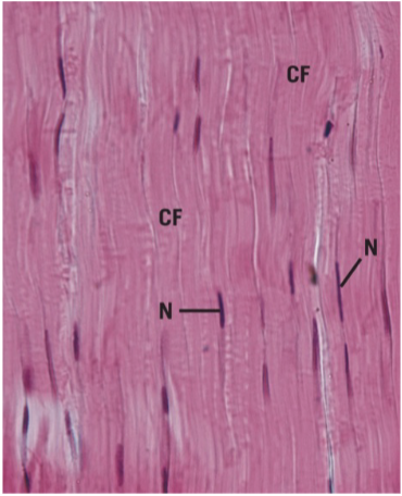 <p>identify tissue type and what it shows.</p>