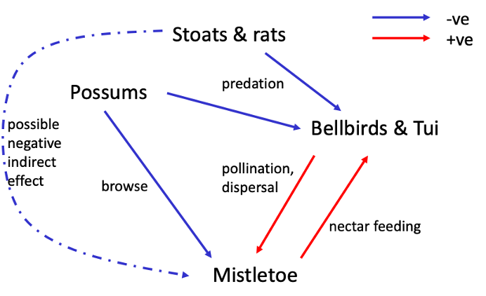 <p><span style="line-height: 115%;">Stoats and rats negatively indirectly affect mistletoe by decreasing pollinator bird populations</span></p>