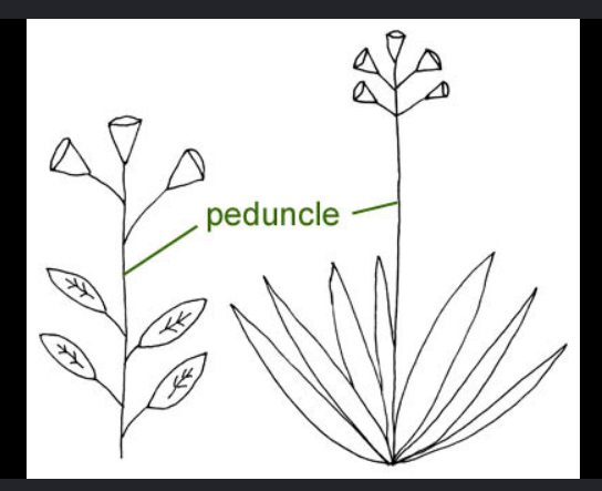 <p><span>stalk of entire inflorescence</span></p>