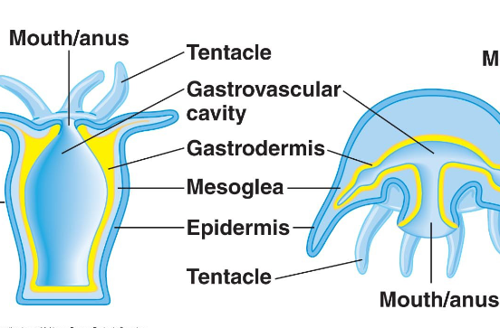<p>Two variations of cnidaria body plan, sessile ____ and motile ______</p>
