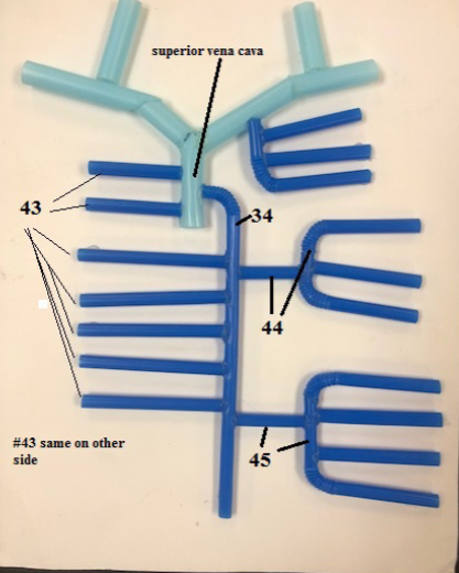 <p>Label all structures</p>