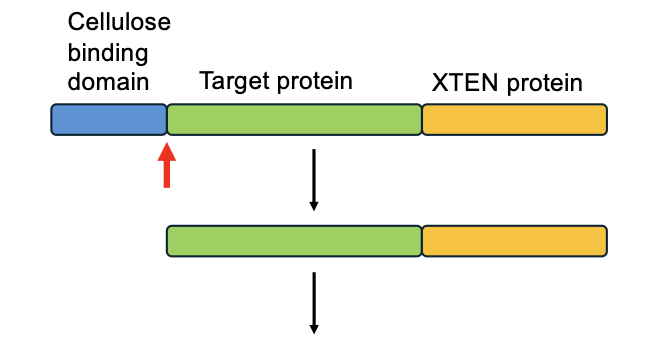 <p>digest it with a protease</p>