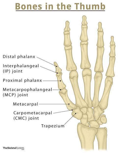 <p>Thumb</p>