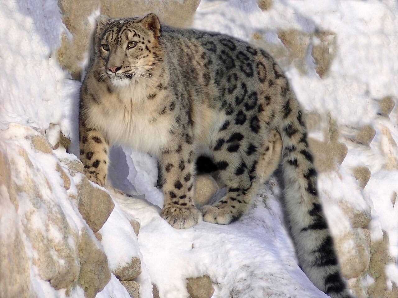 <p>Snow Leopard</p>