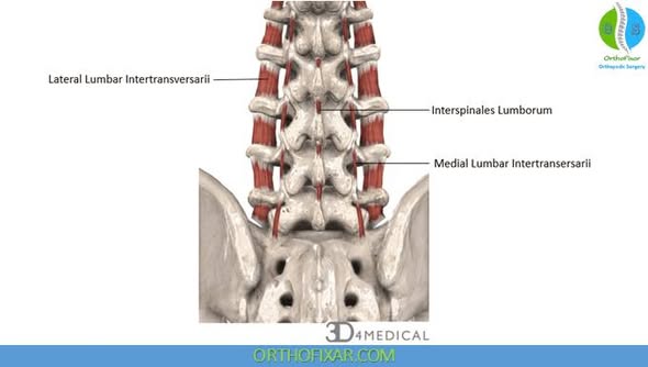 <p>Intertransversarii + Interspinalis</p>