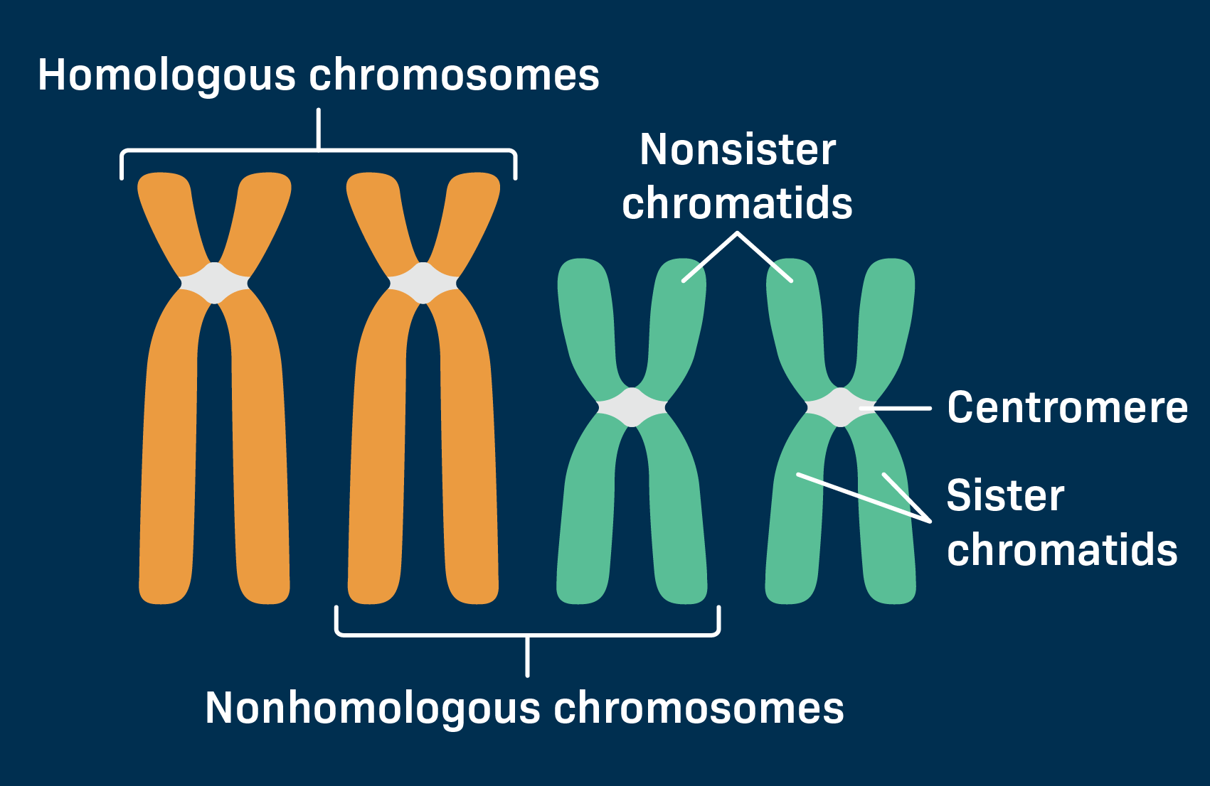 <ul><li><p>identical copies of a single chromosome joined together by a <strong>centromere </strong>(region w/ proteins in it)</p></li><li><p><strong>Daughter chromosomes </strong>→ when <strong>sister chromatids </strong>split at the centromere, forming two independent and identical chromosomes</p></li></ul><p></p>
