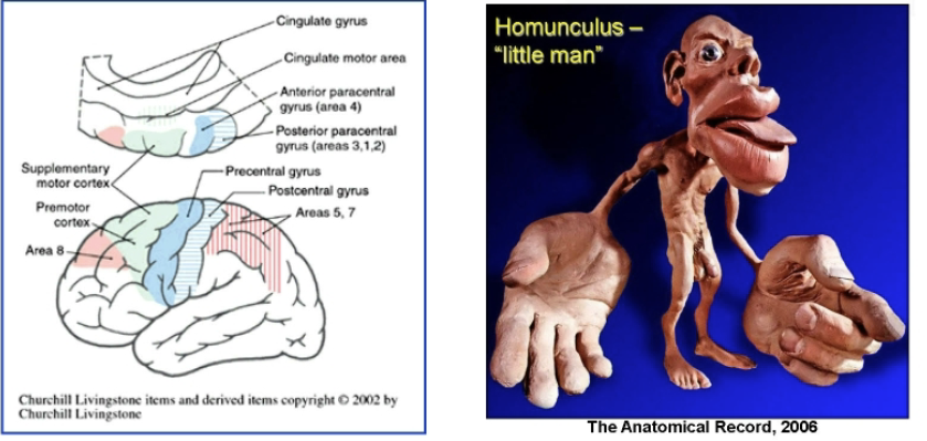 <p>Paracentral lobule</p><ul><li><p>Medial extension of both pre and post central gyri</p></li><li><p>Contains both primary motor (anterior) and primary sensory (posterior) functional areas.</p></li></ul><p>Precentral gyrus</p><ul><li><p>Part of the primary motor complex (broadmann area 4) —> major motor output register to spinal cord +brain stem</p></li></ul><p>Somtatotopically organized</p><ul><li><p>Legs located in anterior paracentral gyrus</p></li><li><p>Trunk, head, tongue located inferiorly and laterally</p></li><li><p>Tongue near lateral fissure</p></li></ul><p></p>