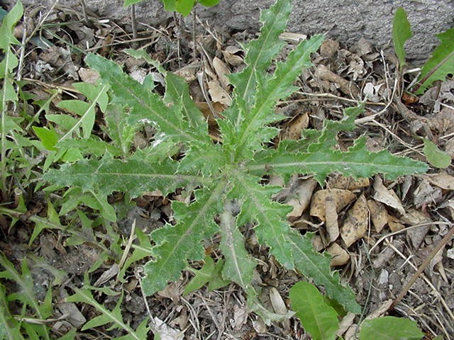 <p>Identify the weed</p>