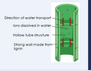 <p>hollow for a fast upward flow and an unobstructed tube</p>