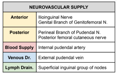 <p>Mons Pubis</p><p>Side Question:</p><p>Neurovascular Supply?</p>