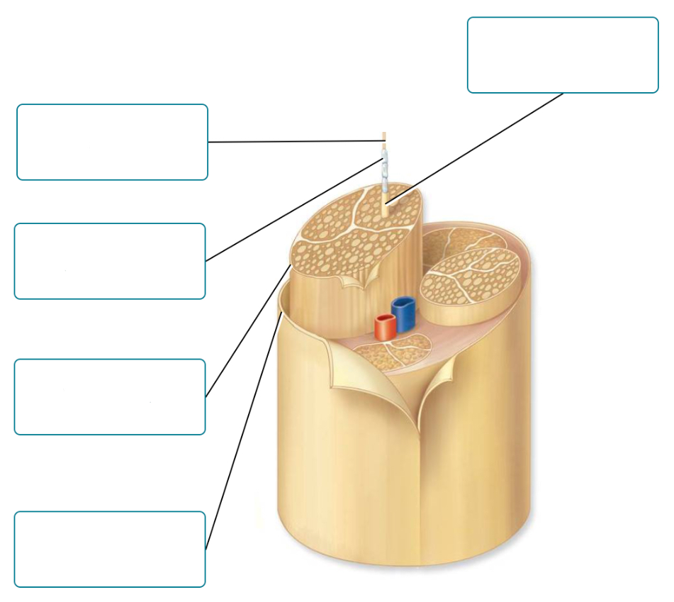 <p>Label the structures of a nerve.</p><ul><li><p>Epineurium</p></li><li><p>Axon</p></li><li><p>Perineurium</p></li><li><p>Endoneurium</p></li><li><p>Myelin sheath</p></li></ul><p></p>