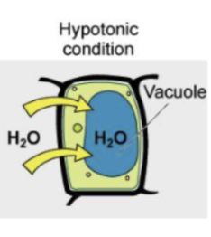 <p>more solute inside </p><ul><li><p>water move inside → swells up</p></li></ul><p></p>
