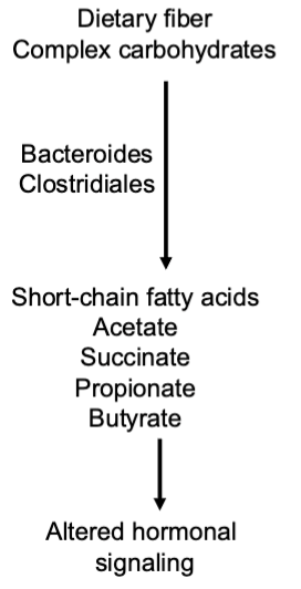 <p>western diet = high in fat w sucrose, malodextrin, corn syrup</p><p> ^ cuts species diversity, body fat is higher</p><p></p><p>GF mice with western fed donor microbes vs cho donor microbes —> ate same amount but CHO donors only has 23%. body fat increase whereas 47% for western.</p><p></p><p></p>
