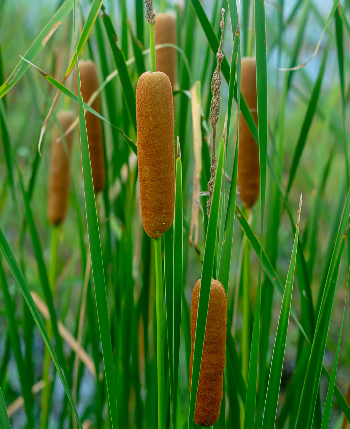 <p><em>Typha angustifolia</em>: deciduous, evergreen or what?</p>