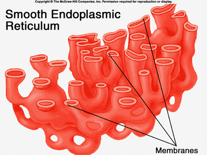 <p><strong>Smooth ER</strong></p>
