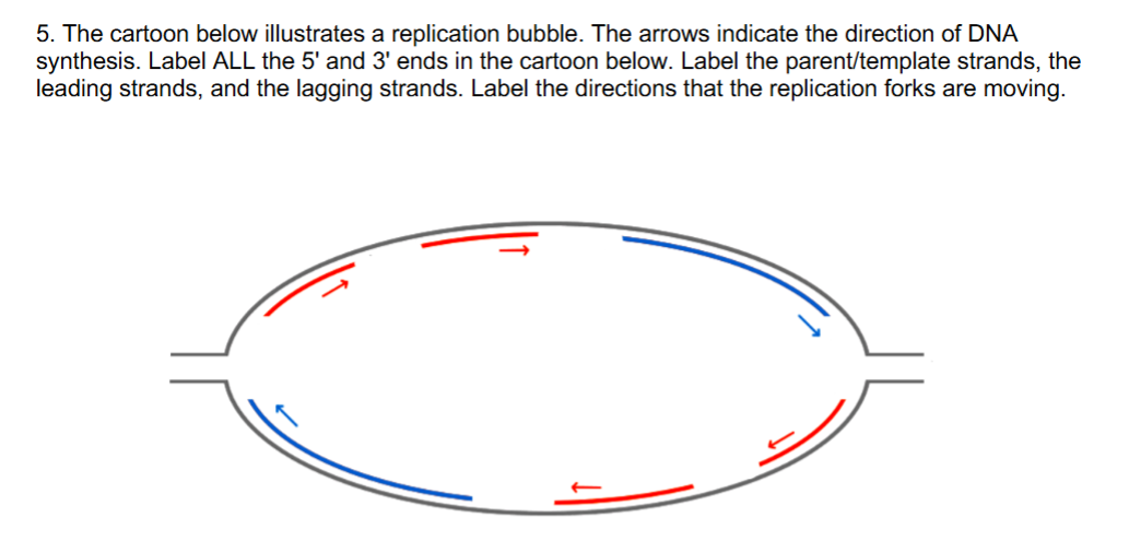 <p>also, which part would be the chromosome end (aka __)</p>