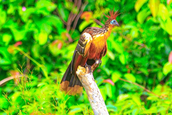 <p>Hoatzin</p>