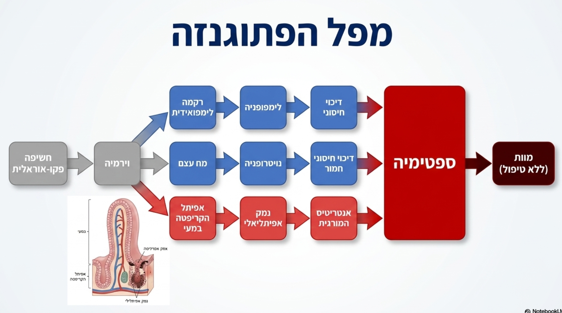 <ul><li><p>הלקות המרכזית  של הנגיף בגוף היא <strong>דלקת מעיים דמית אקוטית</strong></p></li><li><p>במקרים נדירים, הנגיף עלול לתקוף גם את <strong>הלב</strong></p></li></ul><p></p>