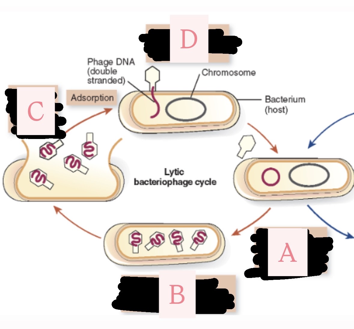 <p>Label C (<strong>Lytic cycle)</strong></p>