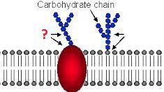 <p>protein with carbohydrate attached</p>