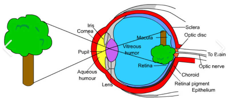 <p>Visual information appears in the neural retina as upside down and backwards</p>
