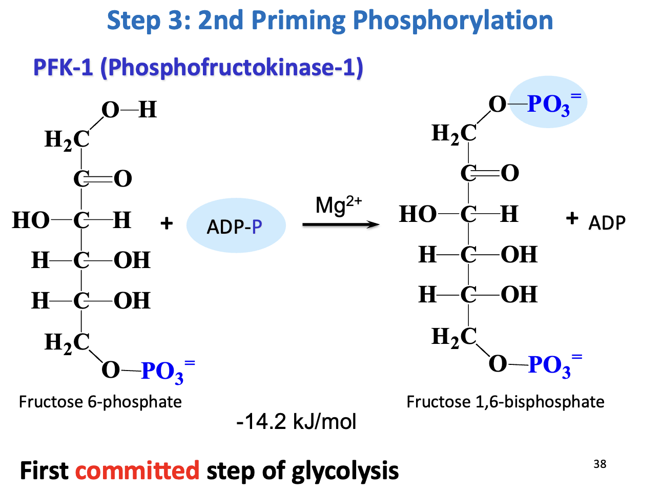 <ul><li><p><strong>Enzyme:</strong> Phosphofructokinase-1 (PFK-1)</p></li><li><p><strong>Reaction:</strong> F6P + ATP → <strong>Fructose 1,6-bisphosphate (F1,6BP) + ADP</strong></p></li><li><p><strong>Thermodynamics:</strong> ΔG°' = -14.2 kJ/mol → irreversible</p></li><li><p><strong>Significance:</strong> <strong>First committed step of glycolysis</strong> → commits glucose to energy production</p></li><li><p><strong>Regulation:</strong> Activated by <strong>ADP, F2,6BP</strong>, inhibited by <strong>ATP</strong></p></li></ul><p></p>