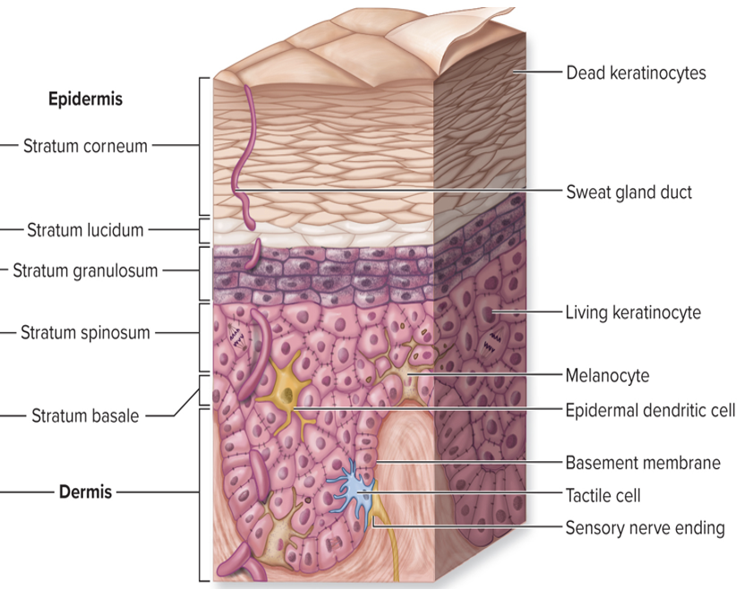 <p>melanocytes</p>
