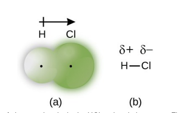 <p>Only partial positve and partial negative charges </p>
