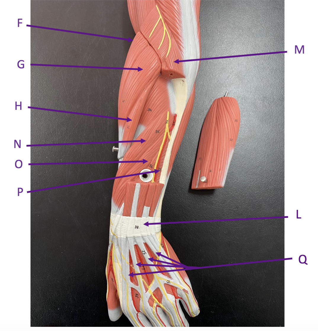 <p>Identify each labelled structure in the image (Muscles of the Forearm Posterior View)</p>