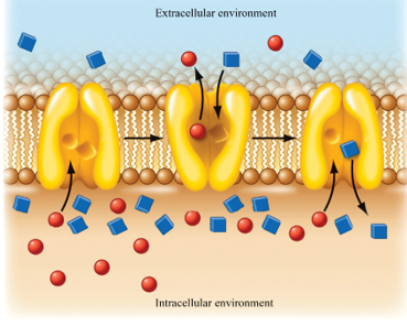 <p><span style="font-family: "Times New Roman", serif; line-height: 107%;">Explain in your own words how symport coupled transport works for the cell to bring in the <strong>blue squares.</strong></span></p>