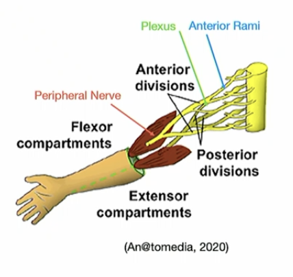 <p>Anterior rami</p>