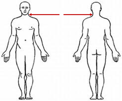 <p>neck area</p>