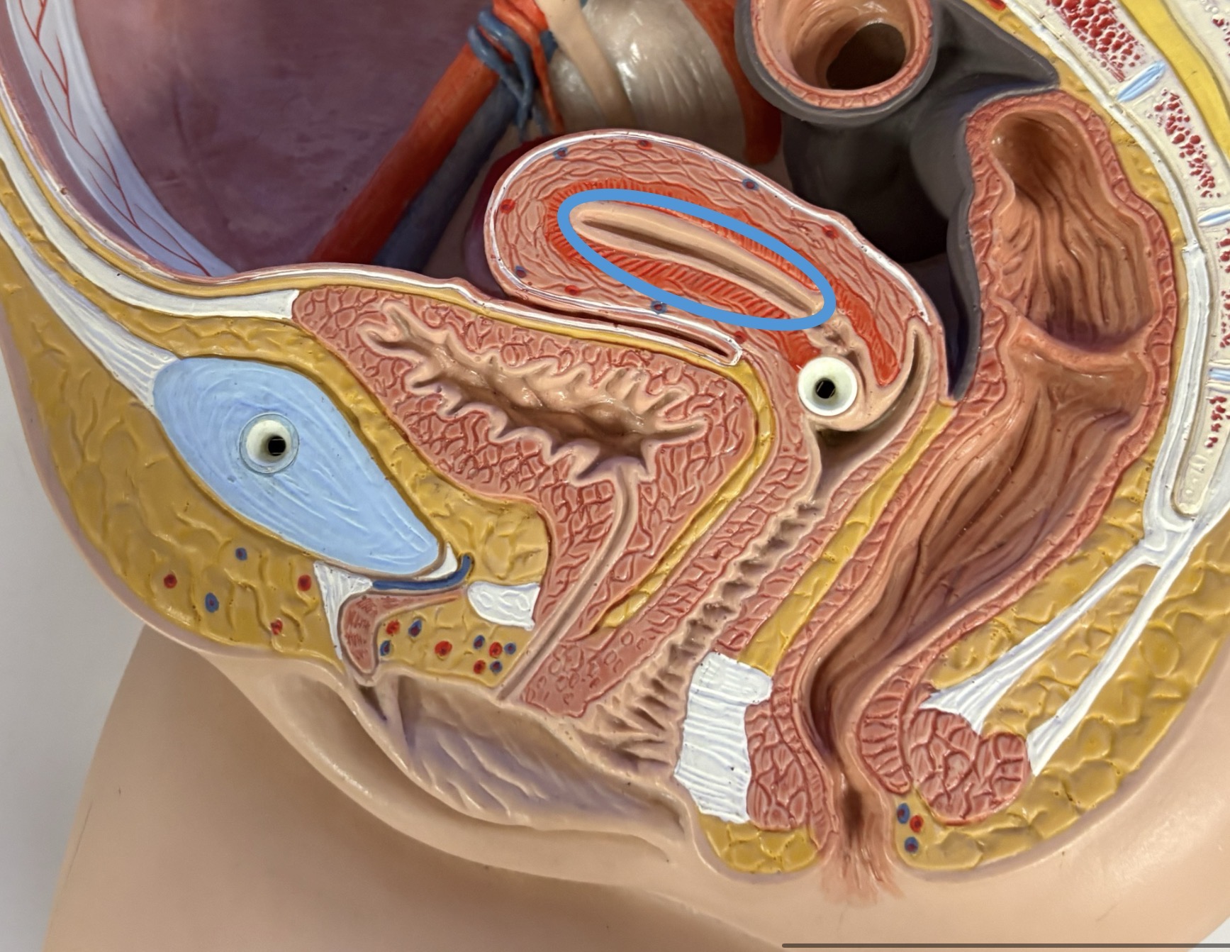 <p>innermost layer </p><p>where embryo implants </p>