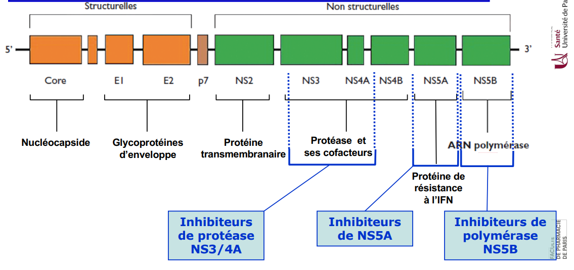 <p>Génome : ARN simple brin de polarité +, linéaire, non segmenté:</p><ul><li><p>Code pour 1 Grande polyprotéine précurseurs de toutes les protéines virales</p><ul><li><p><span style="color: green;">Protéine <em>core </em>= Capside</span></p></li><li><p><span style="color: green;">Protéine E1/E2 = Enveloppe</span></p></li><li><p><span style="color: green;">Protéines non structuraux (Protéases, co-facteurs, ARN-polymérase…)</span></p></li></ul></li></ul><p>Capside icosaédrique</p><p>Virus enveloppé</p><div data-type="horizontalRule"><hr></div><p>Transmission : </p><p>- Sanguine : transfusion, toxicomanie IV, AES, piercing, tatouage</p><p>- Mère-enfant : accouchement (5% de risque)</p><p>- Sexuelle = IST</p><p>- Inconnue dans 20 à 30% des cas</p><div data-type="horizontalRule"><hr></div><p>Tropisme hépatique</p>