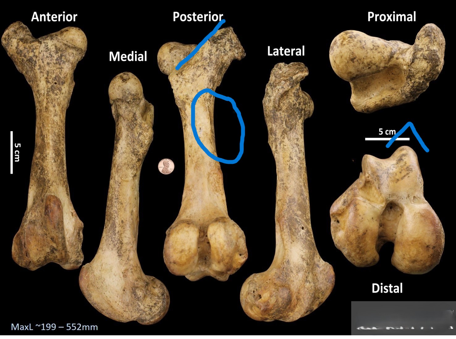<ul><li><p>diagonal margin</p></li><li><p>sharper distal articulation</p></li><li><p>no third trochanter </p></li></ul><p></p><p>cow femur</p><p></p>