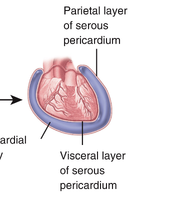 <p>Consists of fibrous pericardium and serous pericardium</p>
