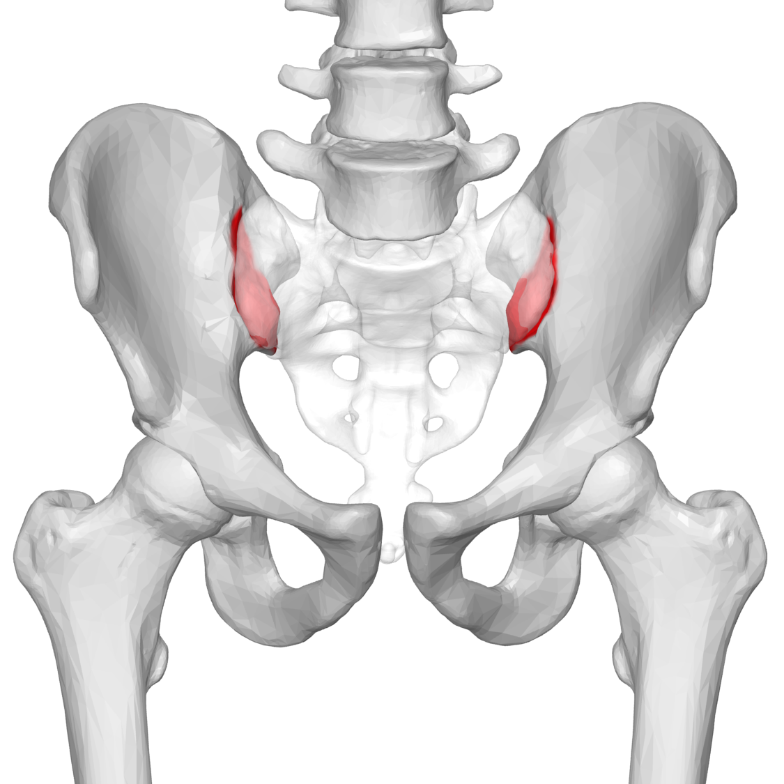 <p>The auricular surface is a roughened area of the ilium that articulates with the sacrum.</p>