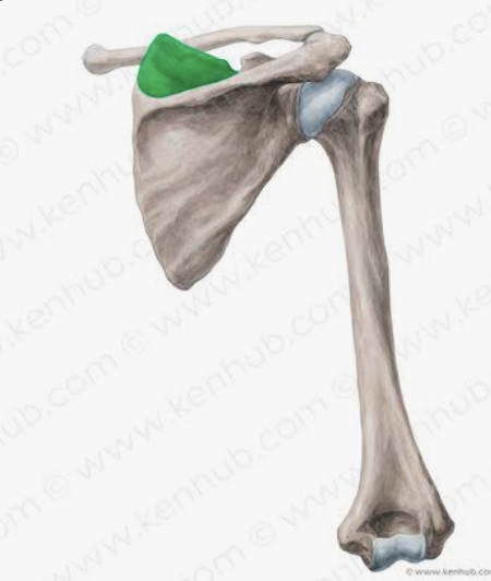 <p>Which bone is this?</p>