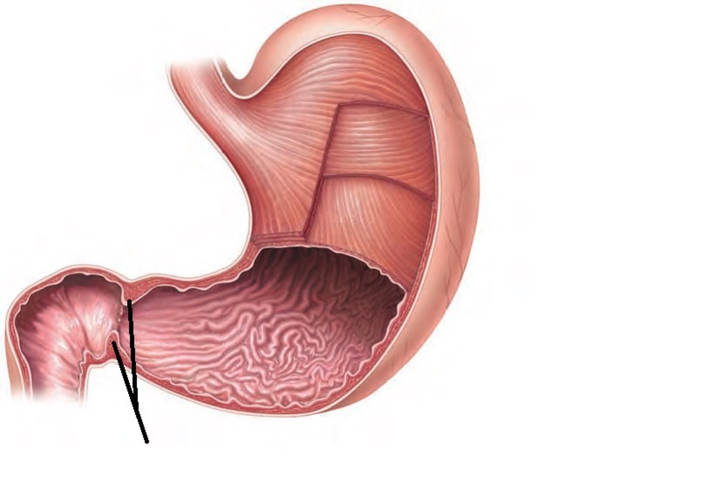 <p>Controls passage of food from stomach to small intestine</p>