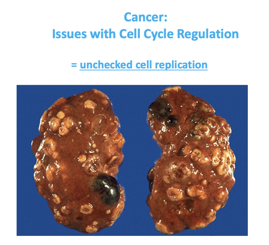 <p>= unchecked cell replication </p><p>→ leads to overgrowth of cells in unregulated manner </p><p></p>
