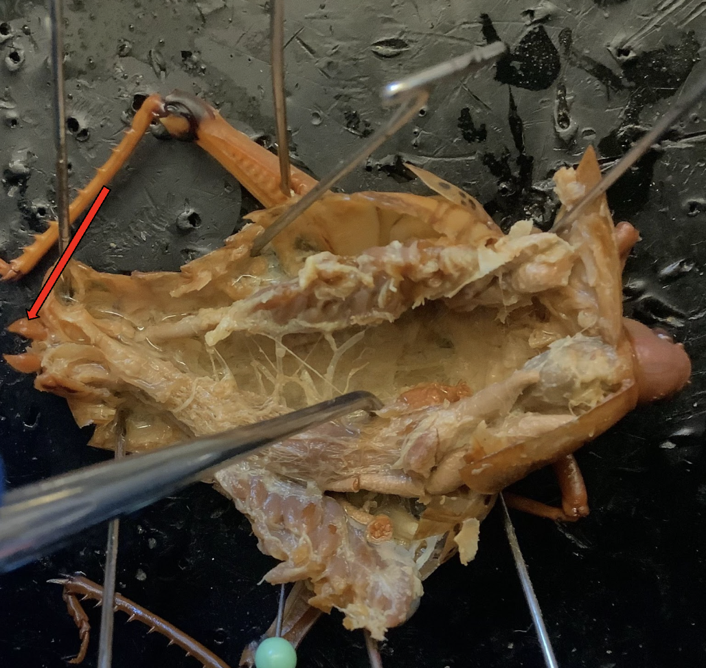 <p>What is this structure? What is the function?</p>