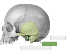<p>Mastoid part: this is the</p>