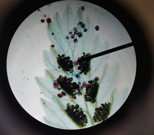 <ol><li><p>vascular or avascular</p></li><li><p>sporophyte or gametophyte</p></li><li><p>Seeds or seedless</p></li></ol><p></p>