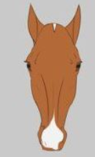 <p>Name the face marking:</p>