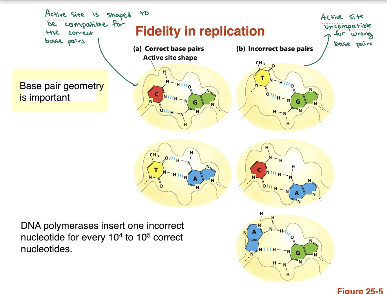 <ul><li><p>DNA polymerase active site is shaped to fit correct pairs (A-T, G-C)</p></li><li><p>correct pairs have proper geometry —> fit perfectly </p></li><li><p>incorrect pairs have distorted shape —> don’t fit well </p></li><li><p>this allows polymerase to select the right nucleotide  </p></li></ul><p></p>