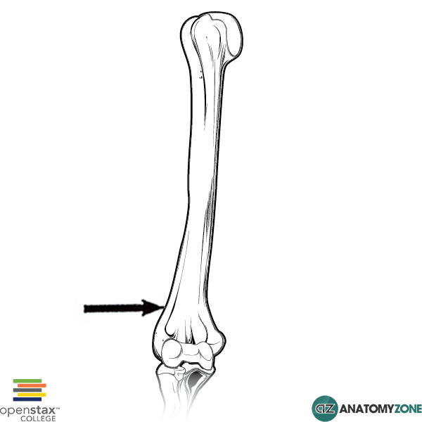 <p>What landmark within Femur?</p>