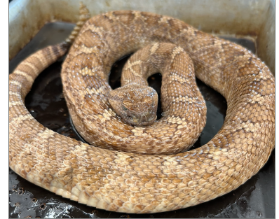 <p>What species is this</p>